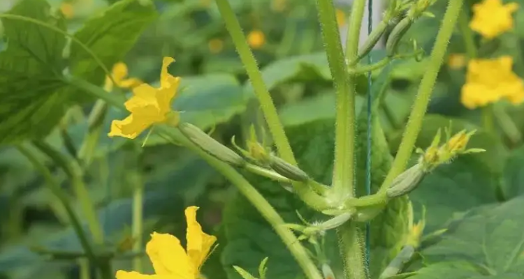 黄瓜雄花和雌花的区别