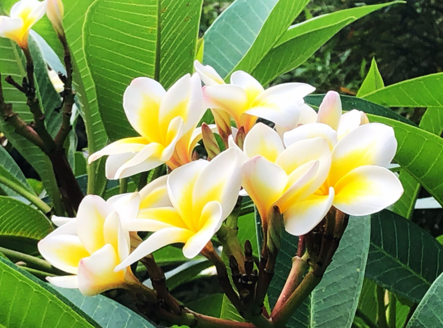 摄影欣赏|海南盛开的鸡蛋花