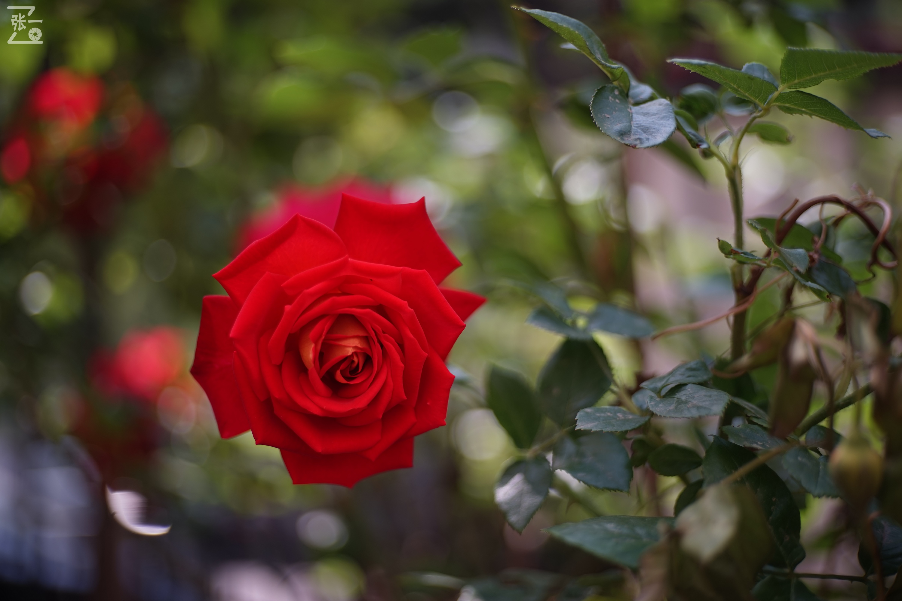 老镜头拍北京:中国熊猫58/2镜头实拍月季,北京的市花之一!