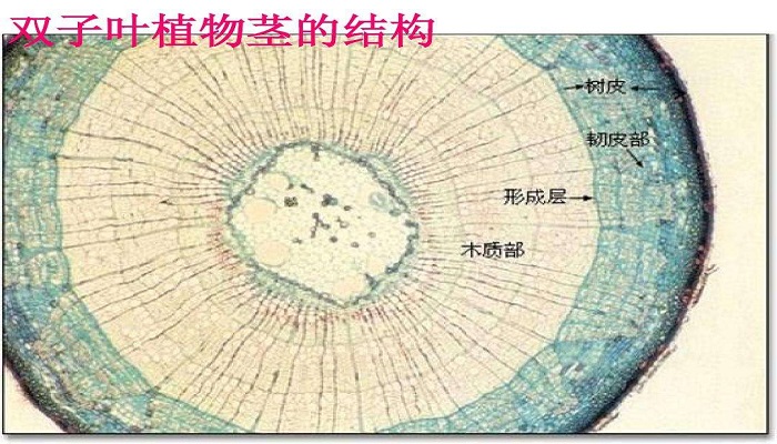 双子叶植物茎的结构图图片