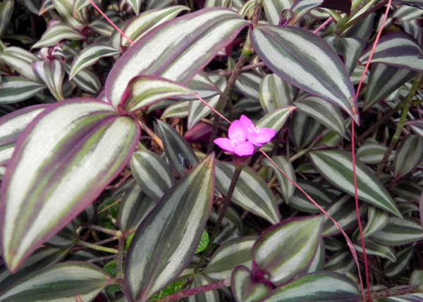 吊竹梅什么时候摘心合适?