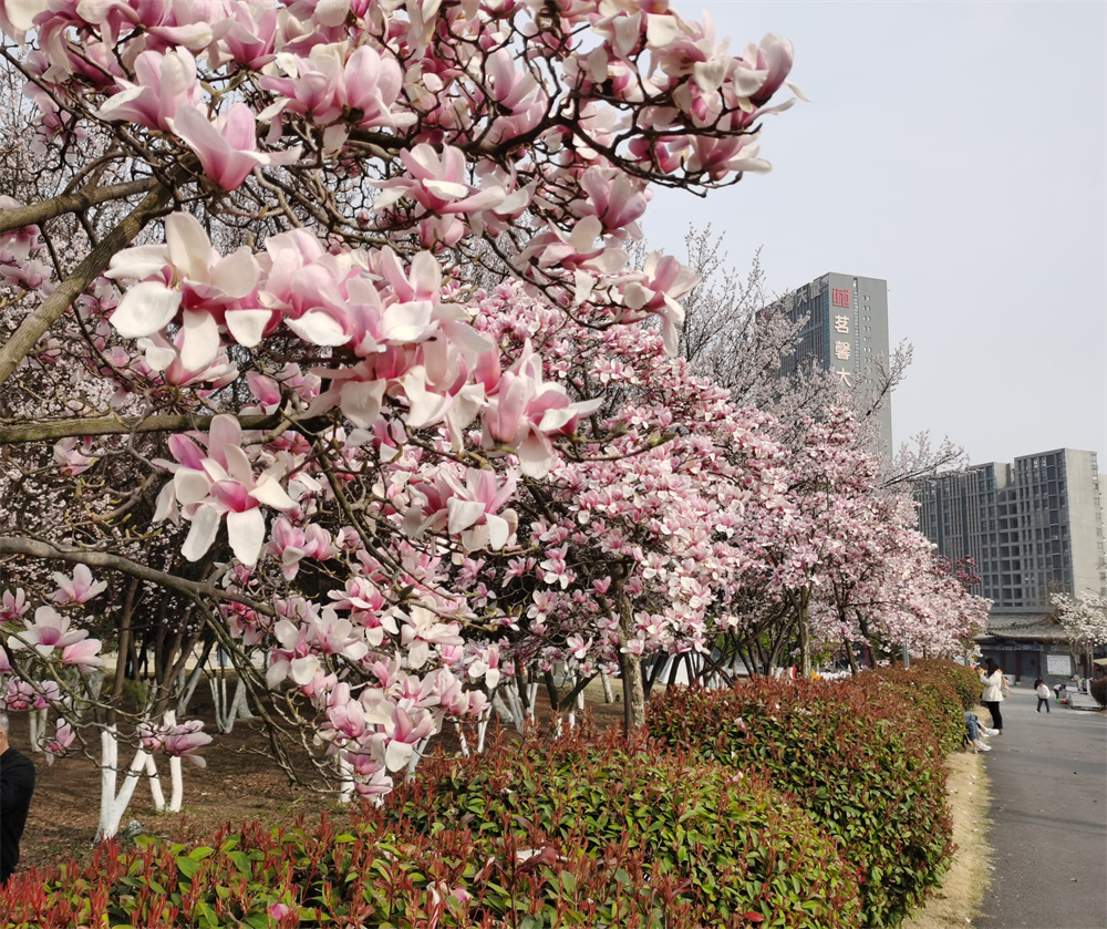 连云港海洲公园:邂逅最美的春天
