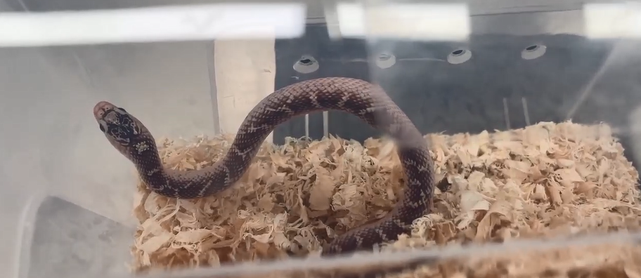 女子胸前腰部绑藏15条活体蛇!因行走姿势怪异被发现