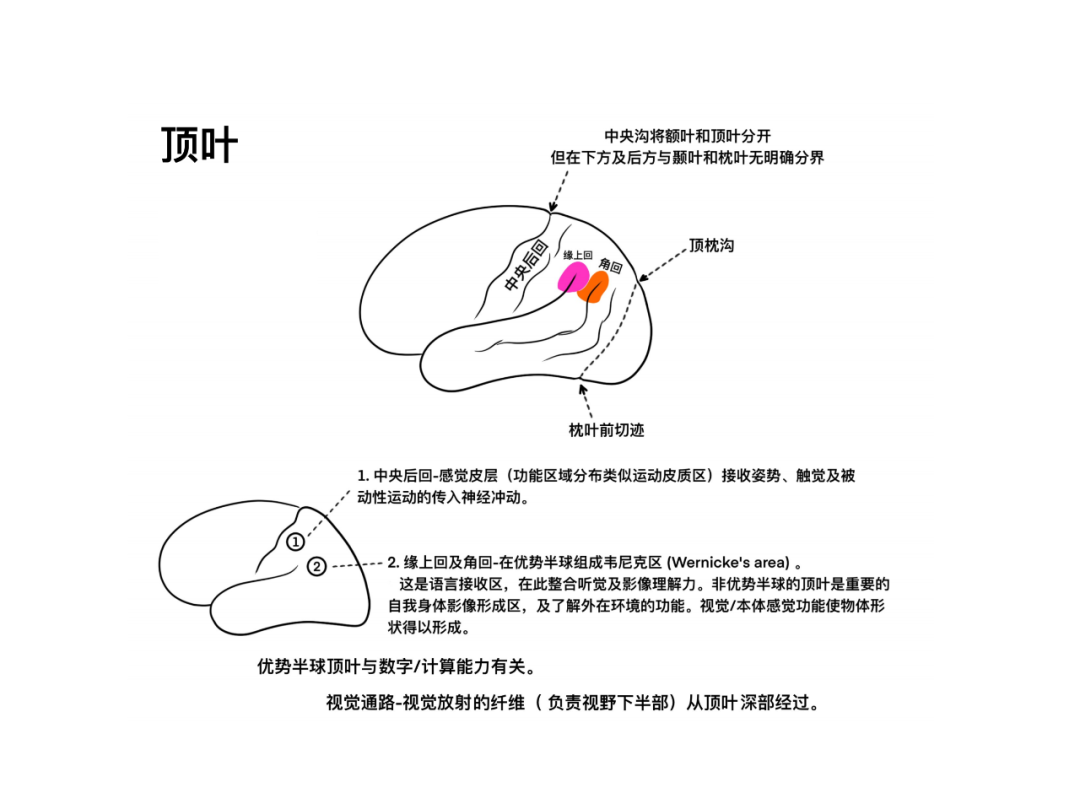 徐桂興手繪|額葉,頂葉……大腦皮層的解剖與功能(一)