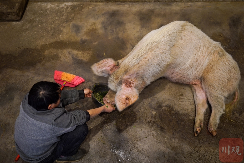 视频|"猪坚强"本月将迎来"百岁"生日,希望你坚强活