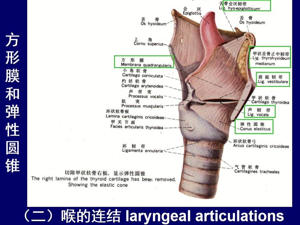 颈部和喉的断层解剖