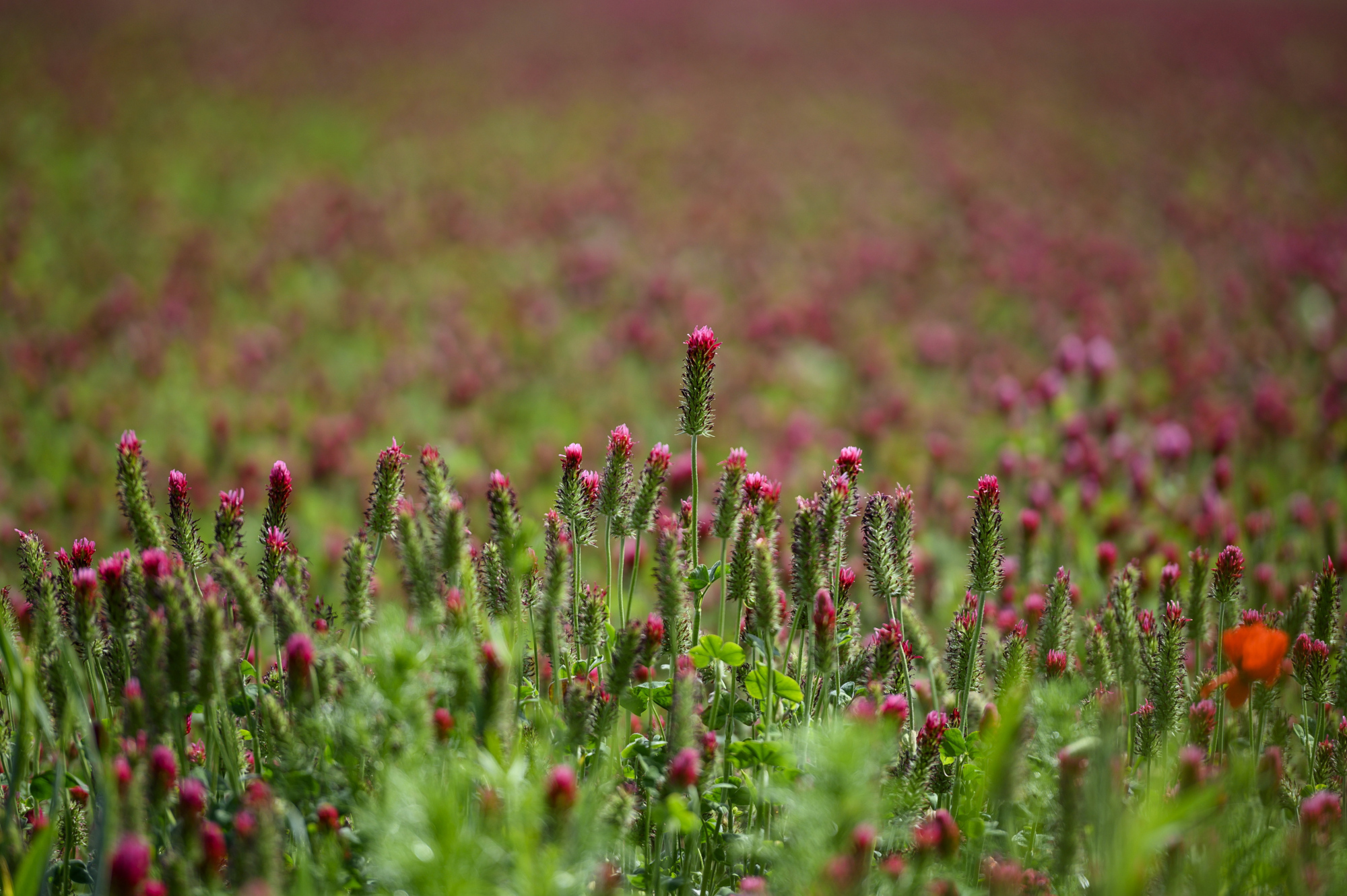 (1)盛开的绛三叶草花