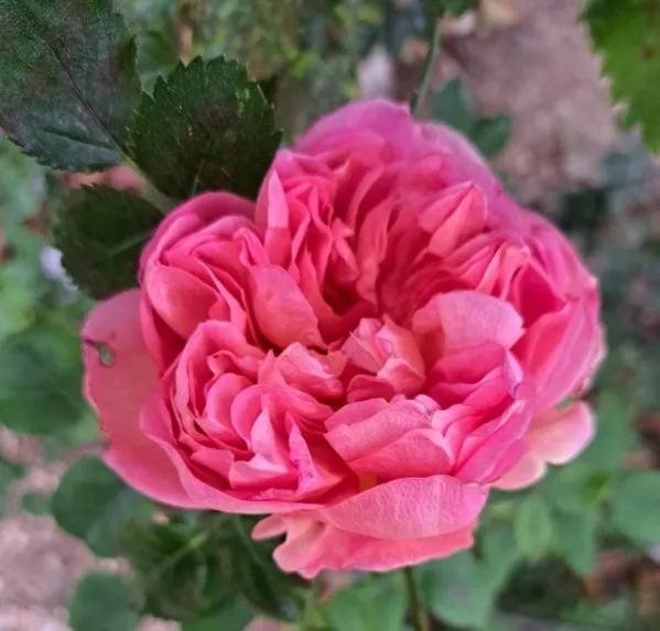 博斯科贝尔(boscobel)