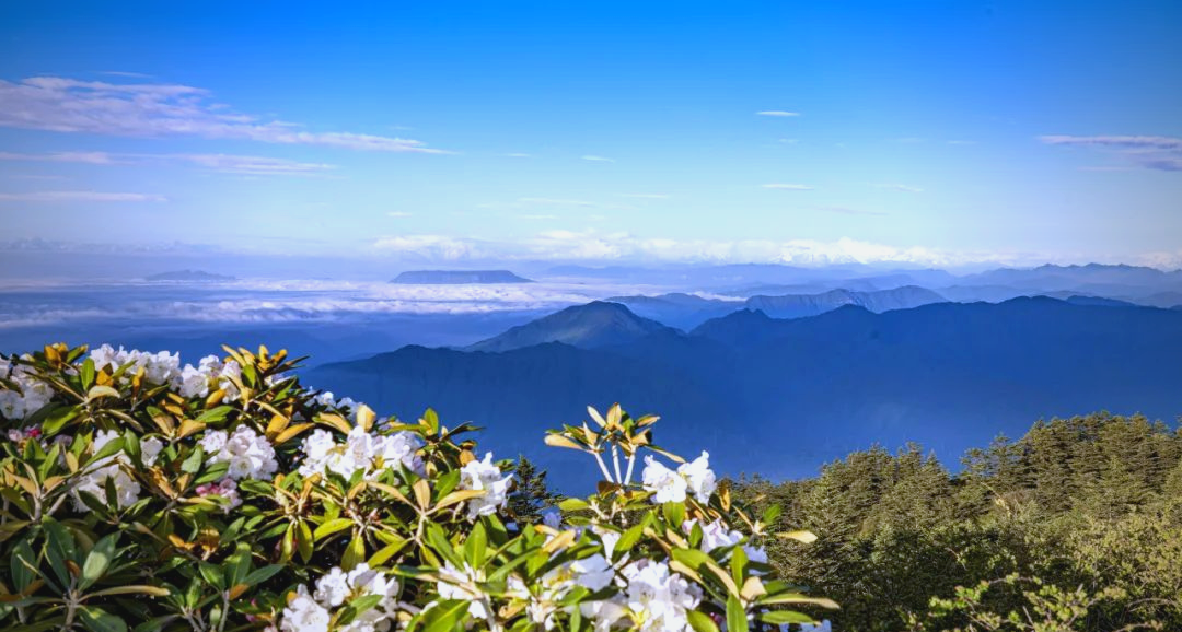 高山杜鹃吧