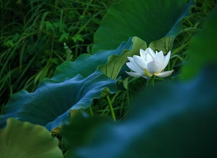 《一朵》白莲