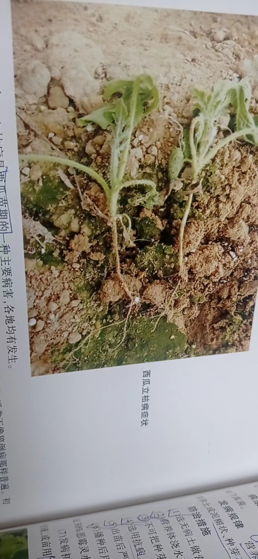 西瓜立枯病打什麼藥效果好