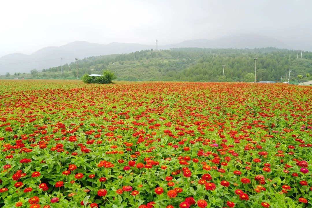 垃圾山变花海!石景山又添一网红打卡地
