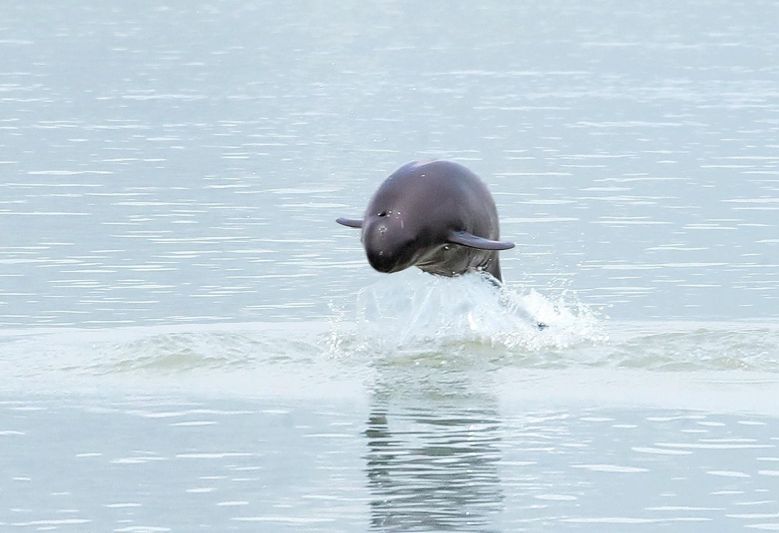 人民日报客户端:江豚频现南昌赣江水域