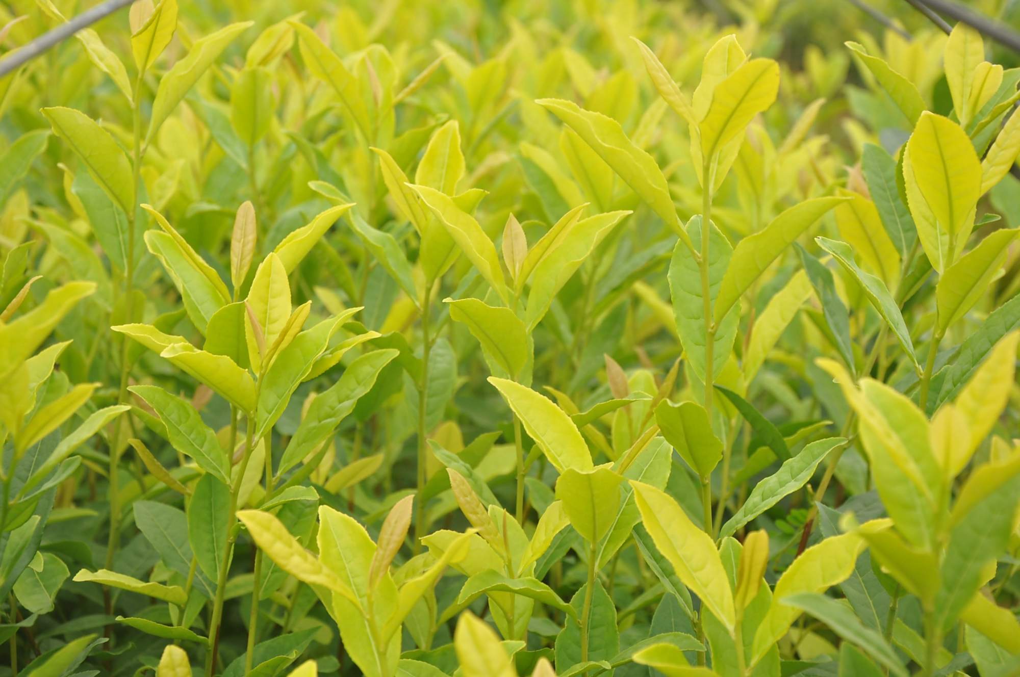 "茶中大熊猫"黄金芽,干茶亮黄,汤色明黄,味道鲜美,贵如黄金