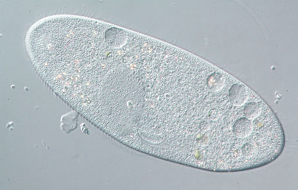探索草履虫的奇妙世界:一种微小生物的自然之旅