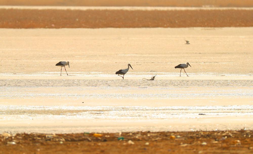 法库獾子洞湿地迎来候鸟迁徙高峰期