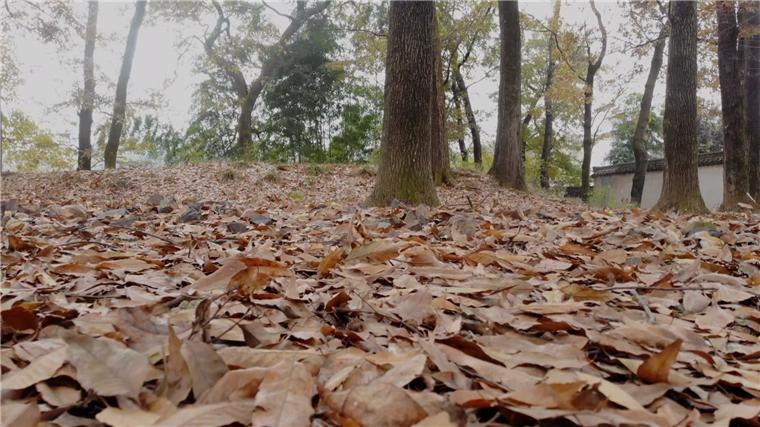 歙县竦坑村:俯瞰林如岛 古村展新景