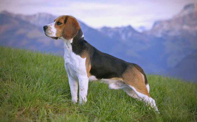 比格猎犬:全面了解米格鲁猎兔犬的多样性与特点