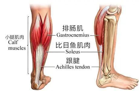 小腿比目鱼肌在哪里图片