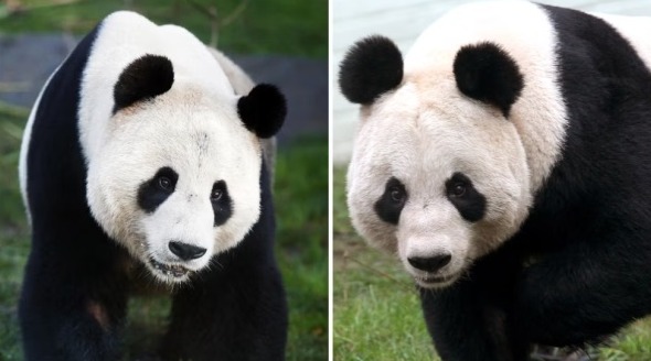 旅居英国12年,英国唯一一对大熊猫将于12月回国