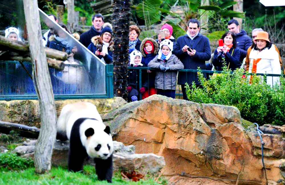 大熊猫"欢欢"的法国传奇旅程