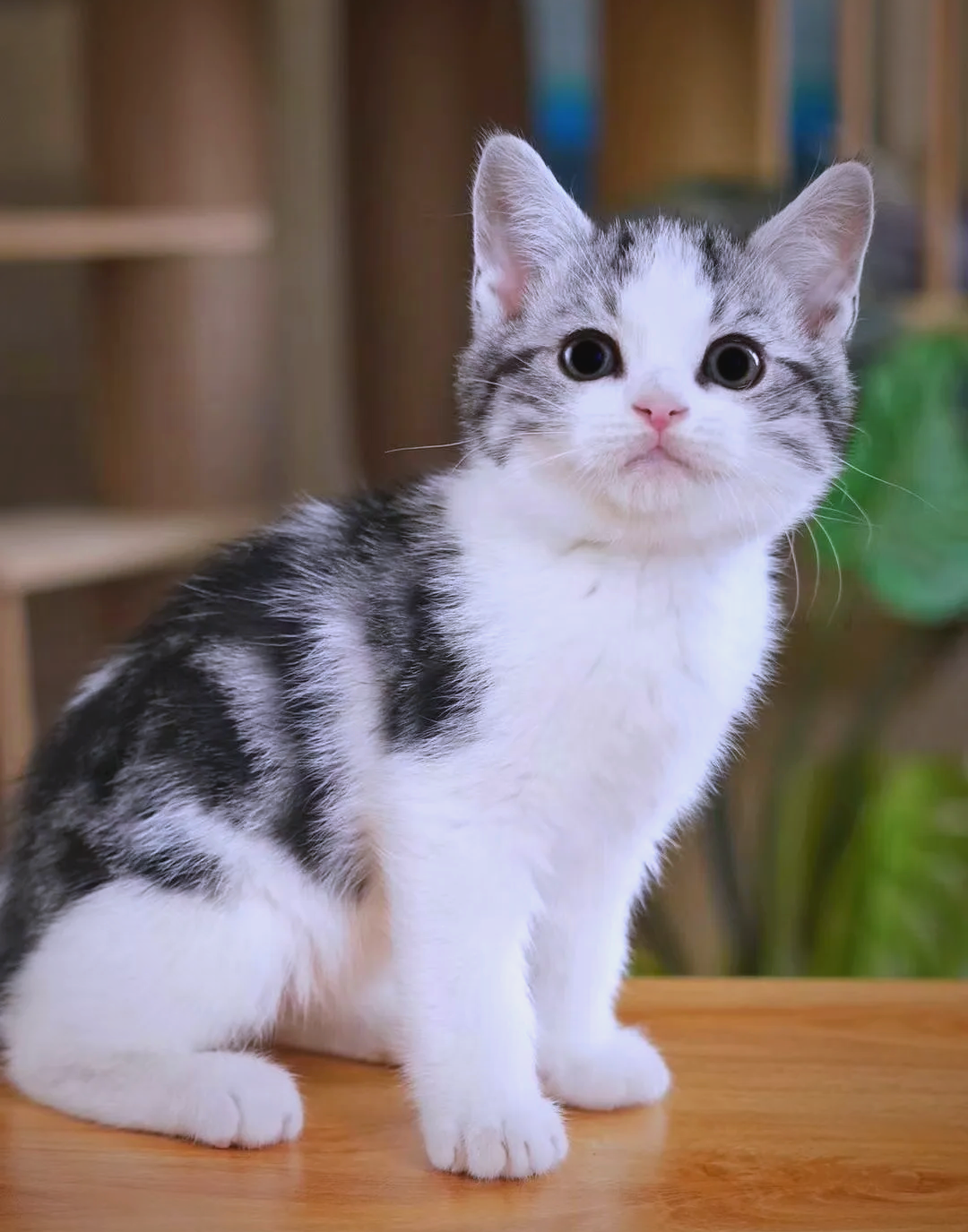 美短加白美短是一种颜色较为稀有的猫咪,这主要归因于