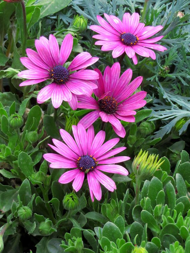 五种特别漂亮的小众花,见过的人不多,养过的人更少!