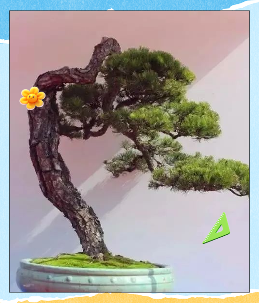 松树共生菌:影响松树生长与移植的重要因素