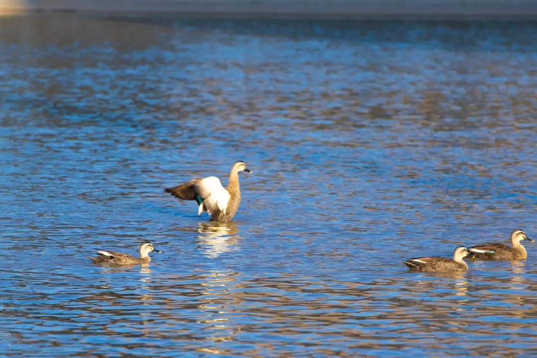 岷县:洮河精灵 阅享自然