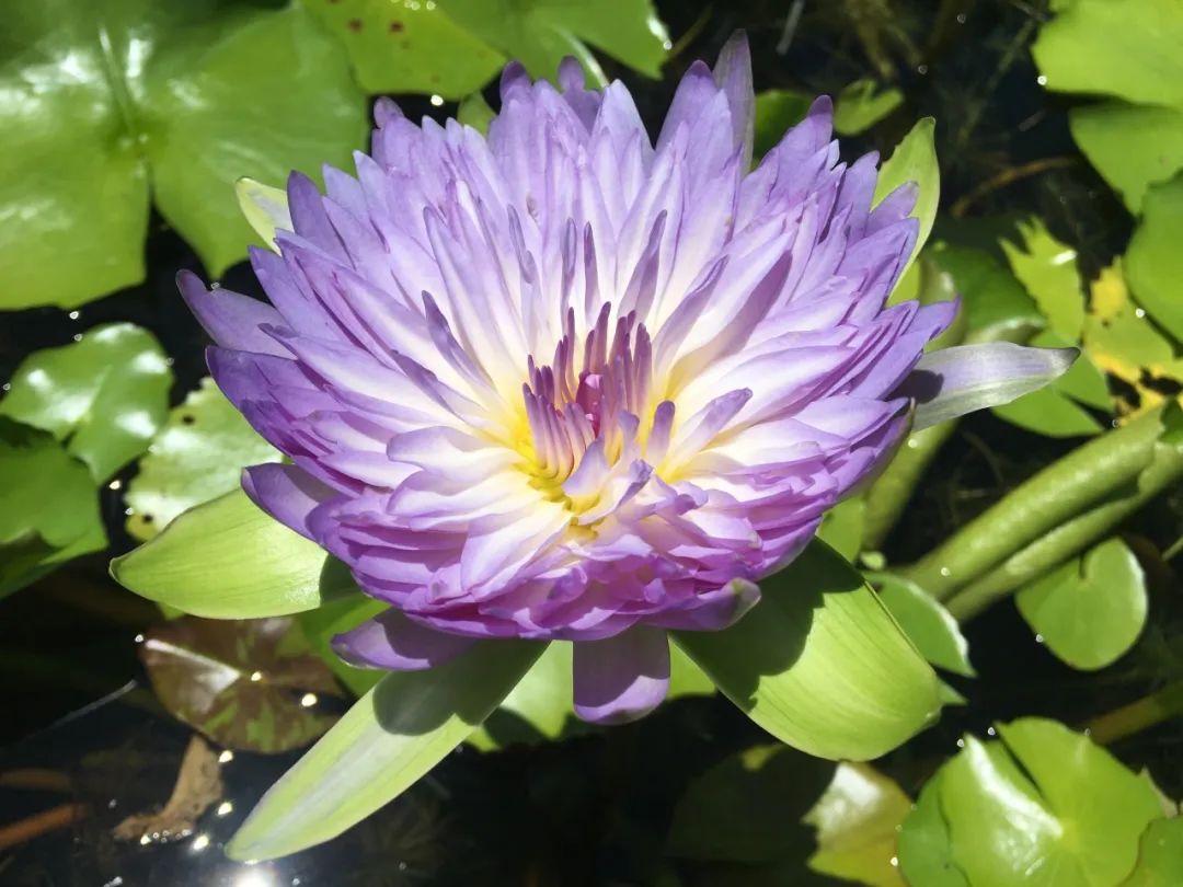 上海荷花睡莲展主会场8个国内首展睡莲品种惊艳登场