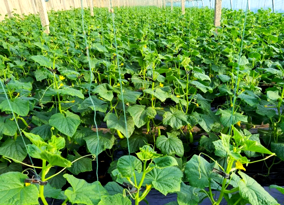 白玉黄瓜:口感清甜,汁水丰富,仿佛水果般美味!