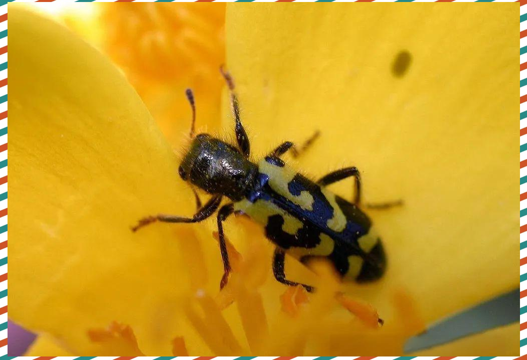 昆虫触角类型的多样化知识点概览