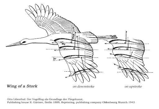 当鸟类扑翼式飞行达到了一定的速度后则会开始滑翔,滑翔过程中,由于