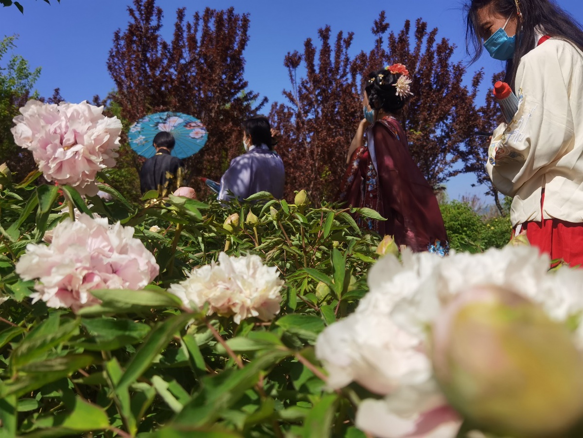 宁夏金贵牡丹香