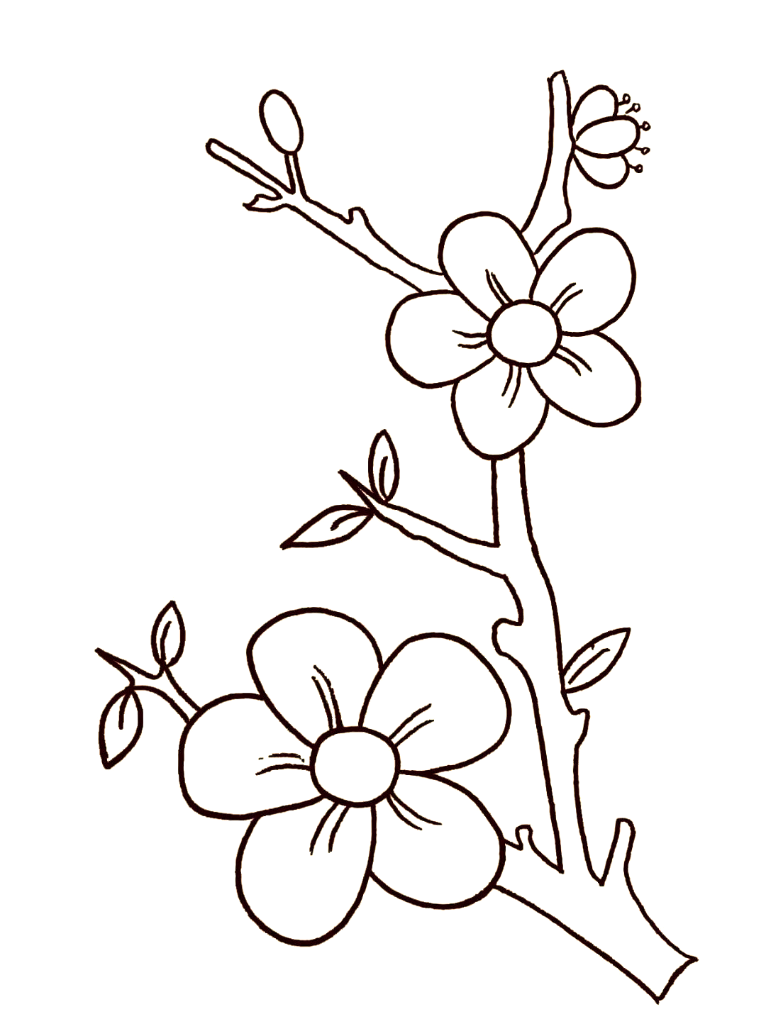 绽放的桃花 绘画步骤简笔画教程 | 迷人的樱花