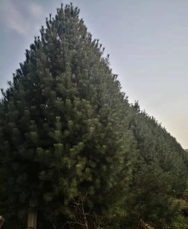 白皮松苗木价格多少钱一棵?