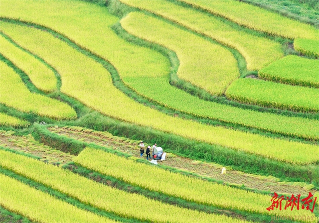 harvest scene in alpine terraced rice fields