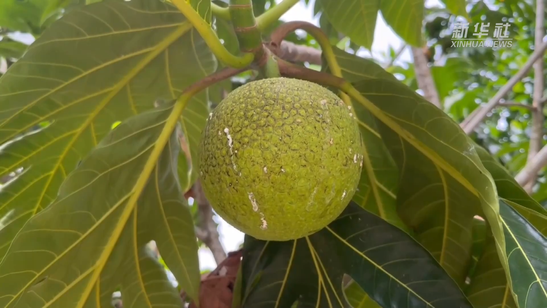 海南万宁:面包果助力乡村经济发展
