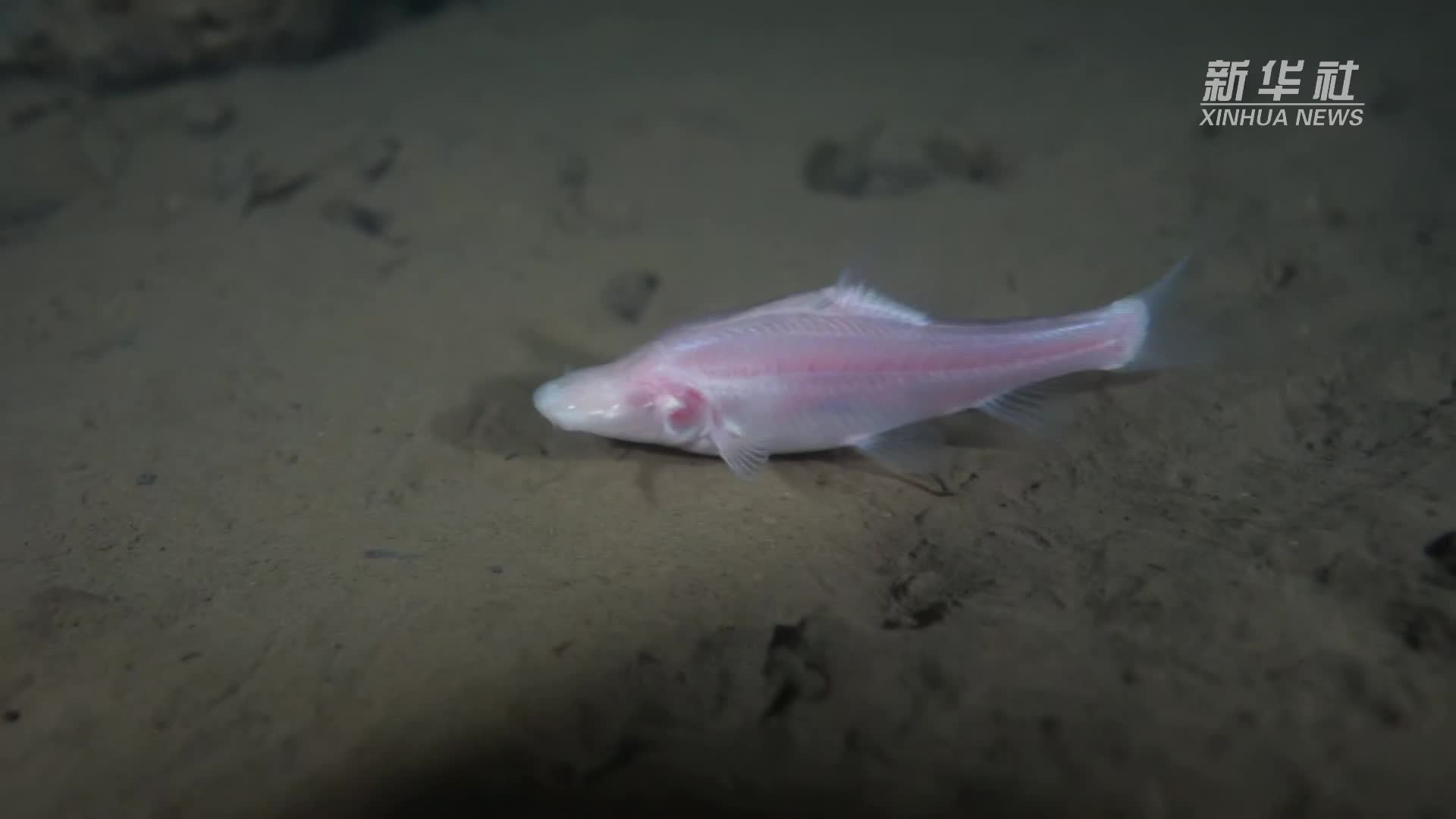 长江上游发现鱼类新物种"贵阳金线鲃"