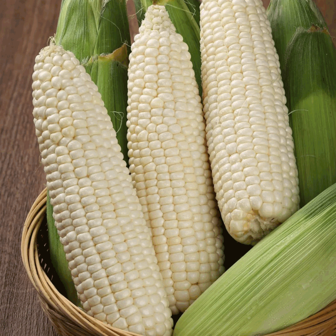 高叶酸玉米,啃一口停不下来,一年一次抢先吃!