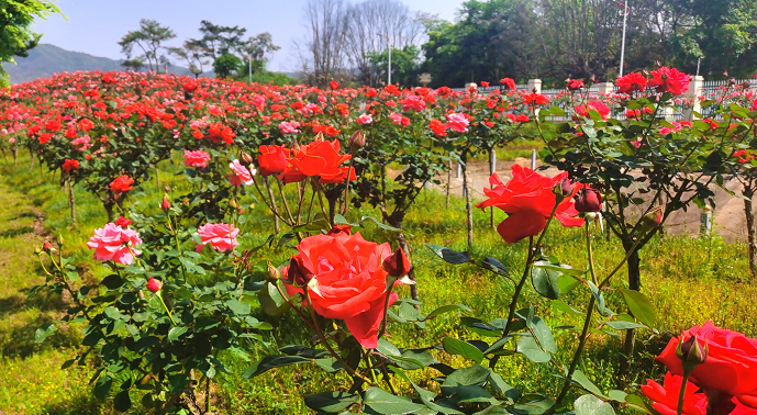 畅游花的海洋共赴瑞金红都幸福花海