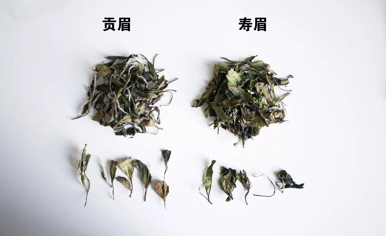 福鼎白茶的分类介绍