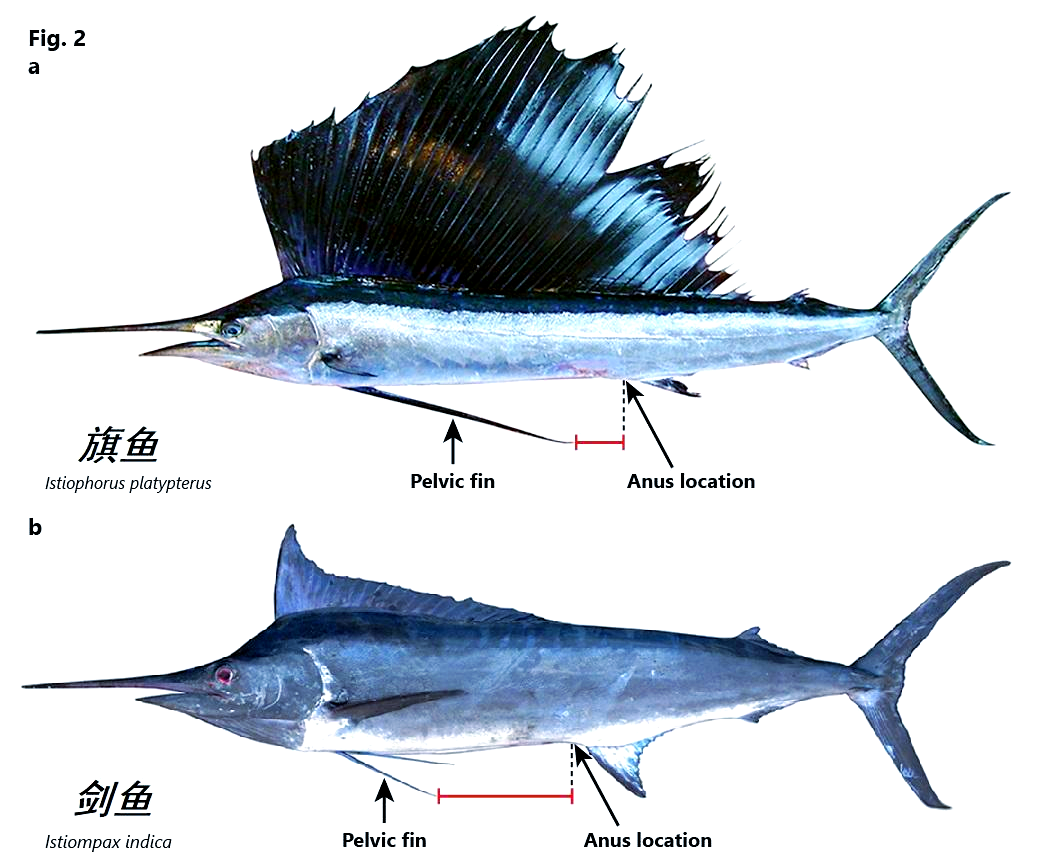 剑鱼与旗鱼的区别:它们是同一种鱼吗?