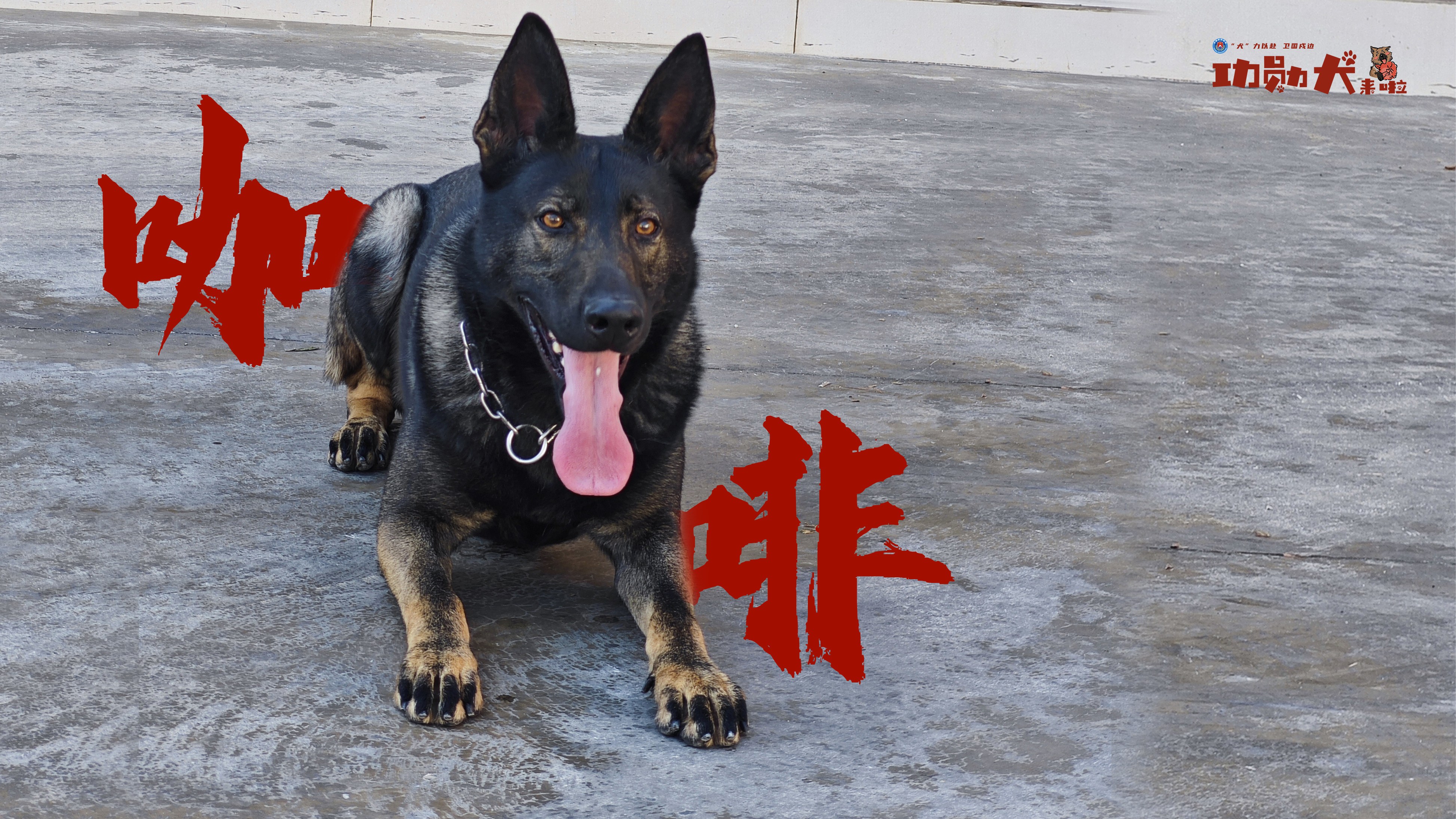 功勋犬来啦|缉毒警犬咖啡
