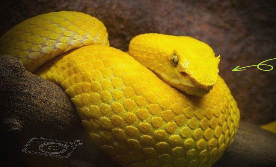 外国大叔家中黄金蟒成群,探秘其生活习性及饲养方法