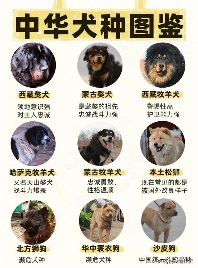 中国犬种大全排名图片图片