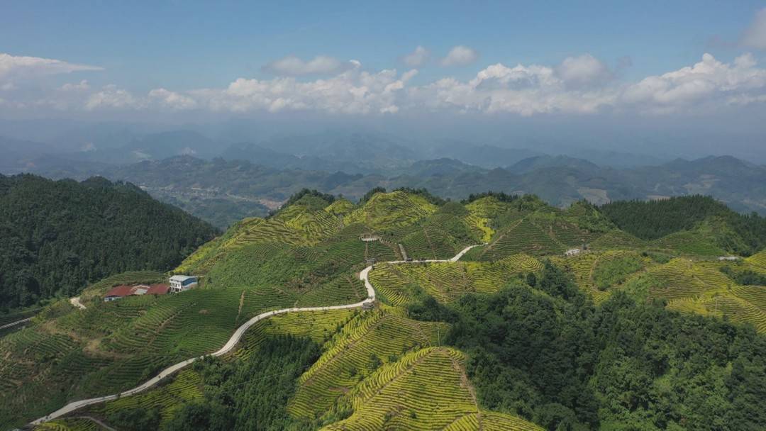 小康圆梦|四川宜宾筠连县:提升夏秋茶质量 秋日茶园变成增收致富新