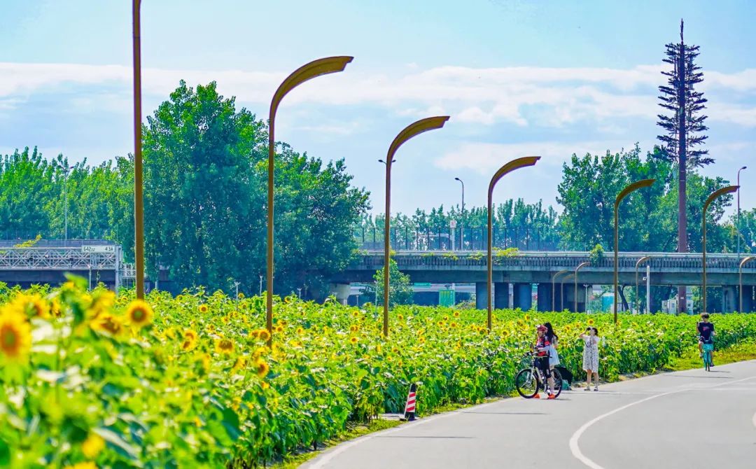 又出太阳了!成都这片花海,超美!