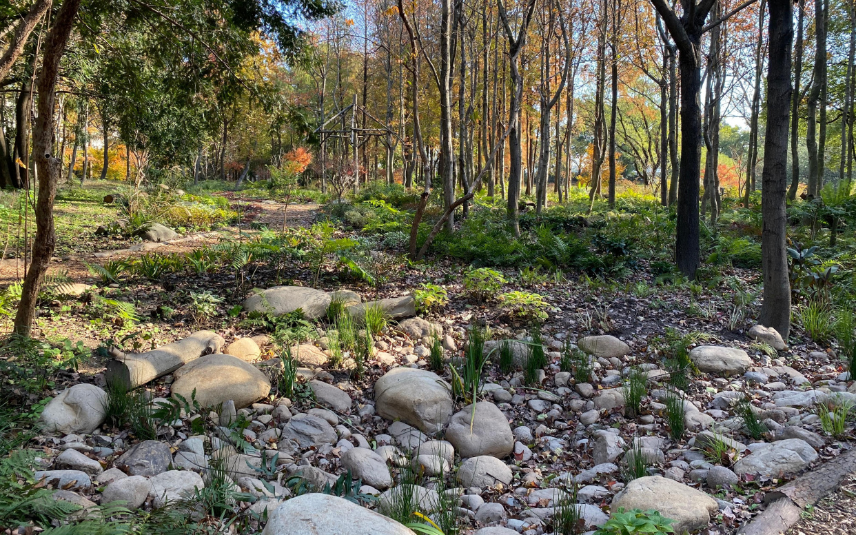 共青森林公园完成林下荫生地被景观提升工作