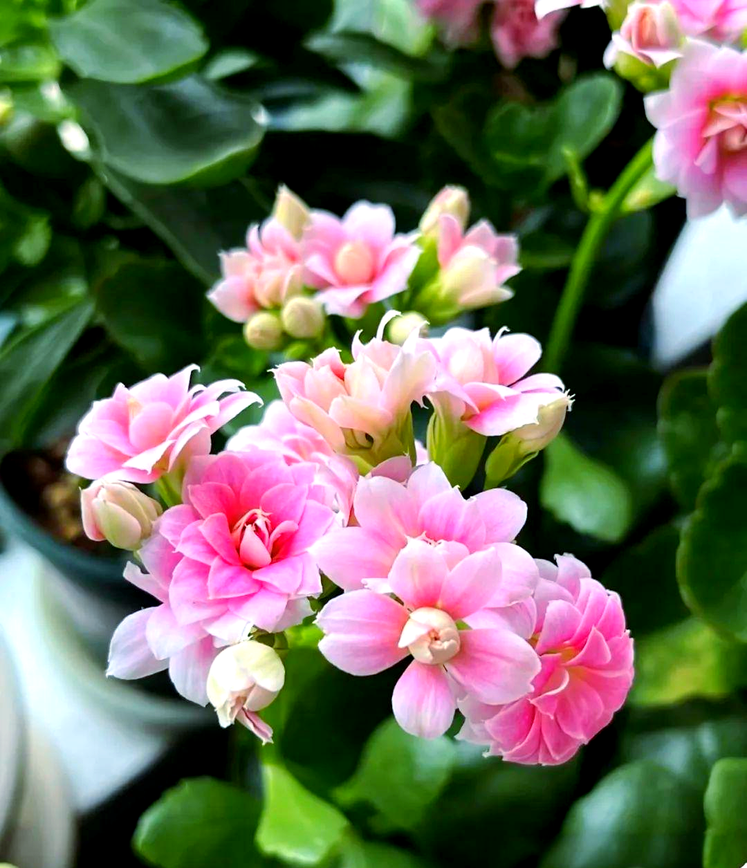 长寿花:赋予老年人生活的诗意与活力